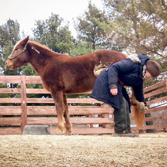 Hoofcare Professional Survey
